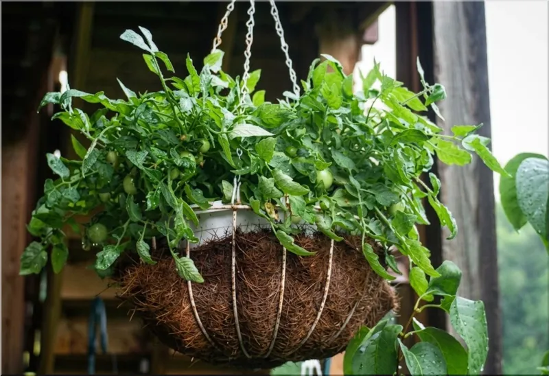 Balcony Plants