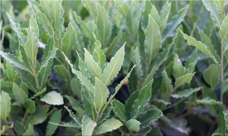 Bay laurel