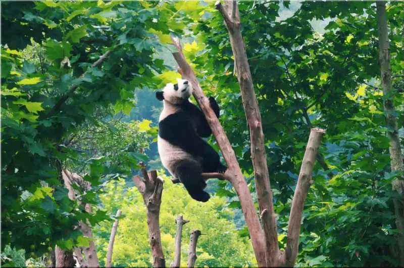 Chengdu panda base