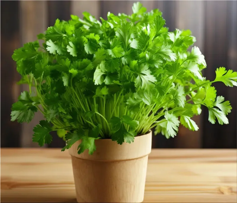 Cilantro