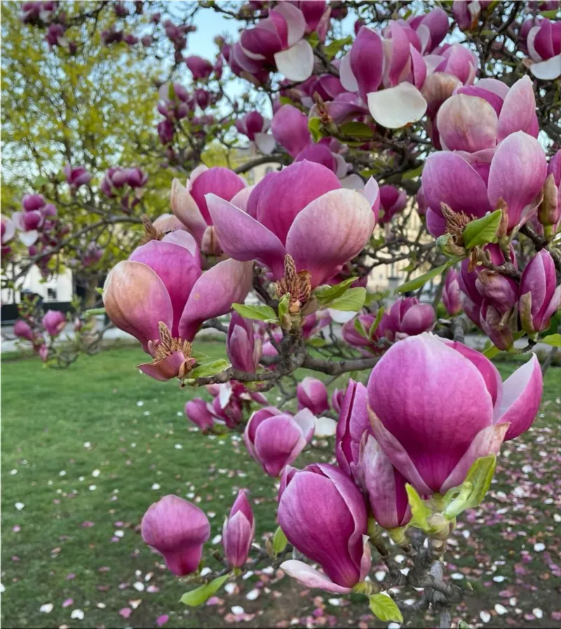 Deciduous magnolia