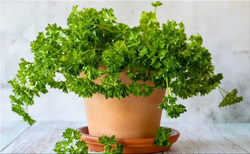 Parsley
