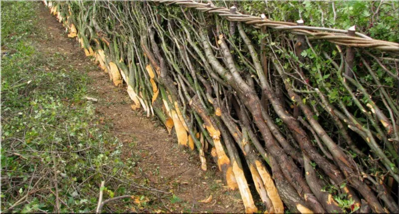 Traditional hedgelaying
