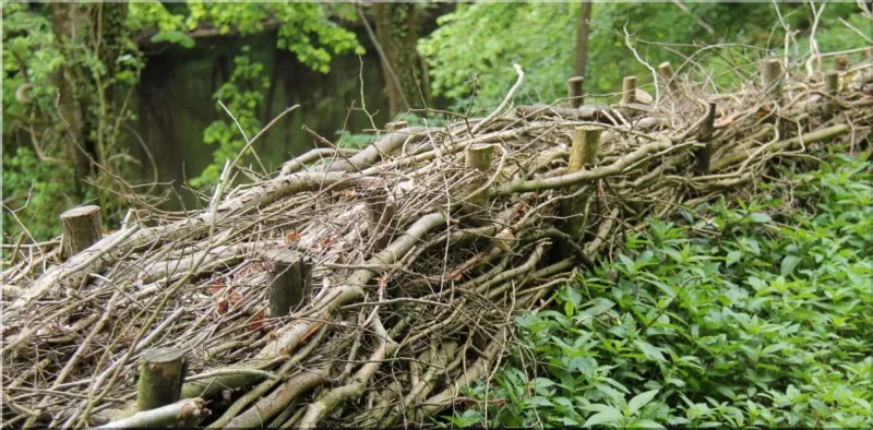 Traditional hedgelaying