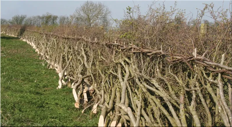 Traditional hedgelaying