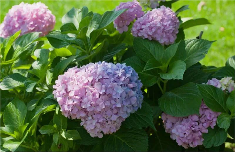 bigleaf hydrangea