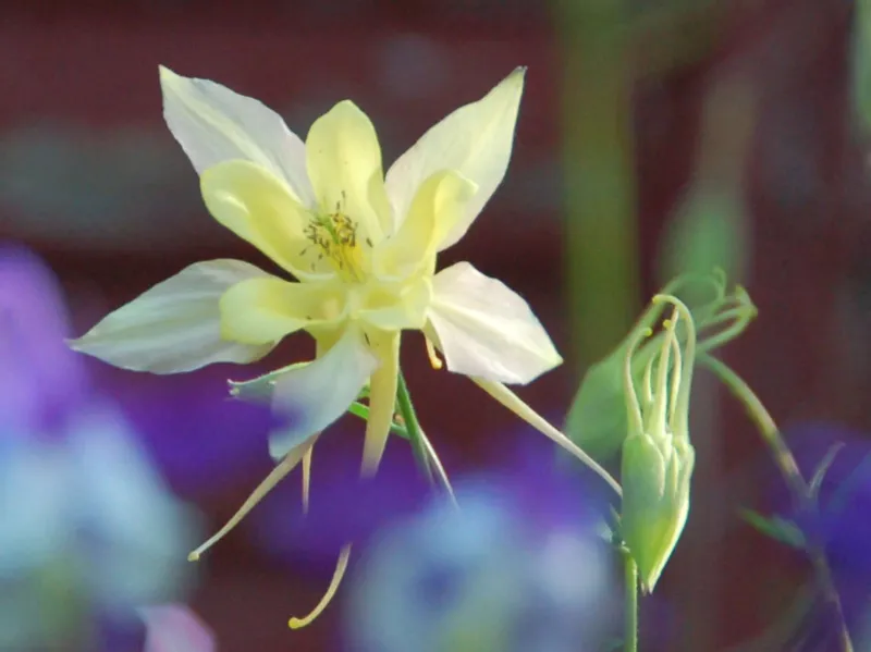 Columbine