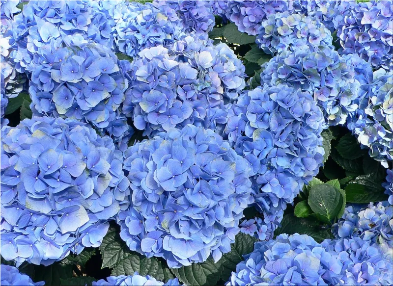 hydrangea