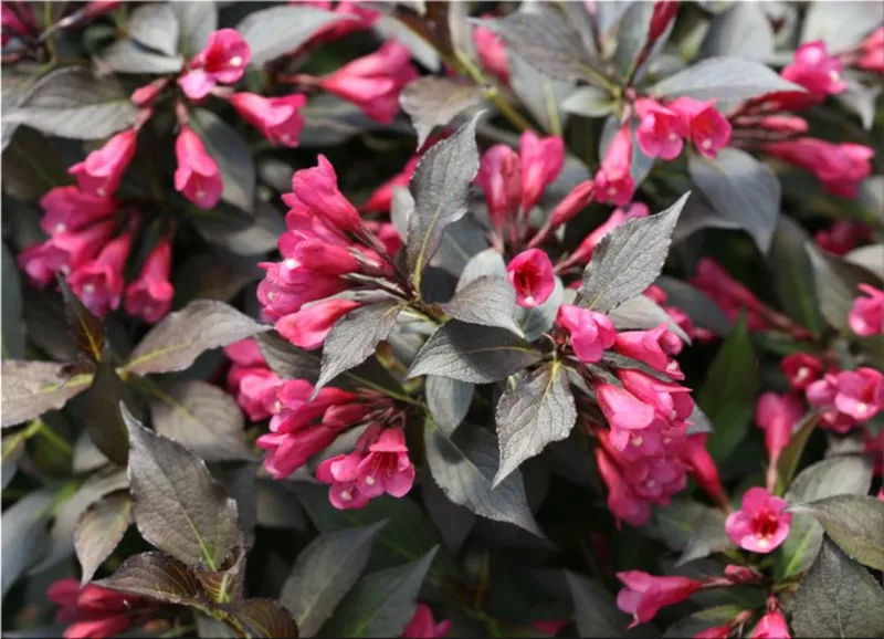 weigela