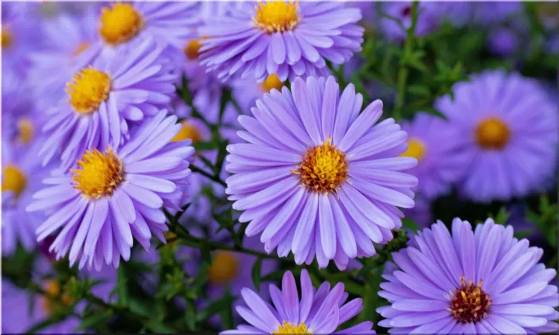 Asters