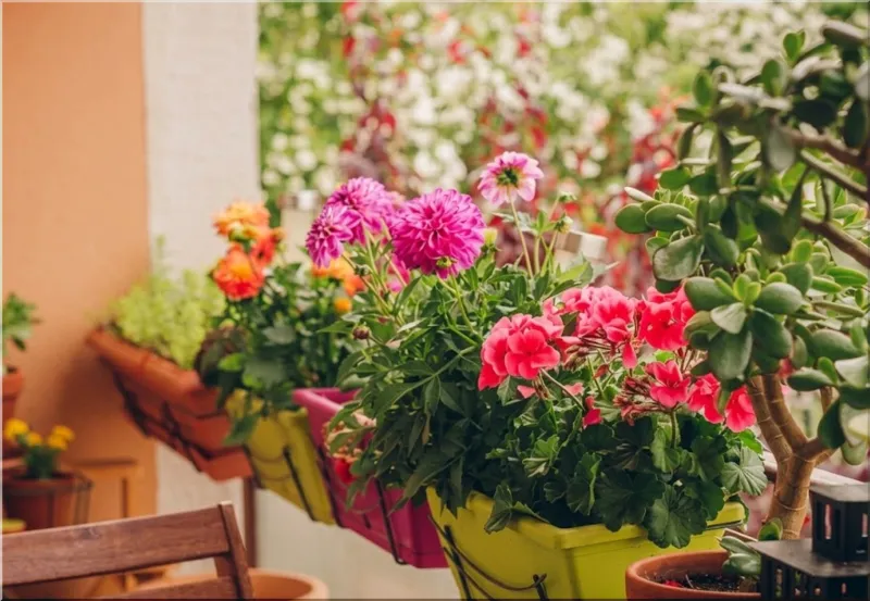 Balcony Plants
