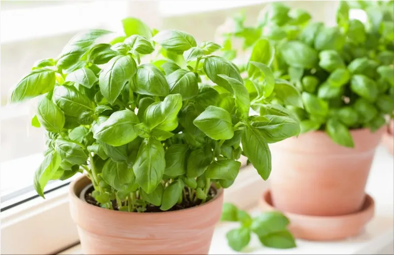 Basil