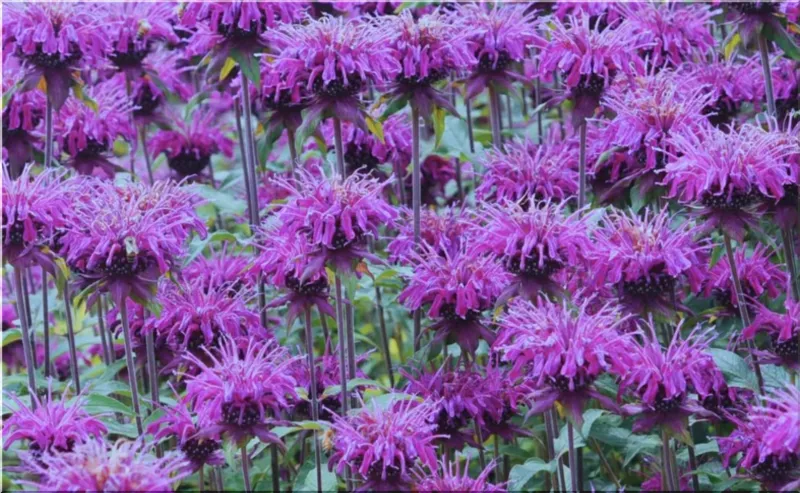 Beebalm