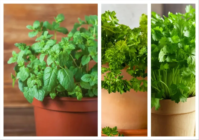 Best Edible Houseplants