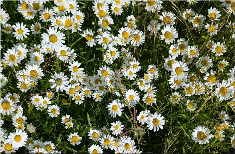 Chamomile