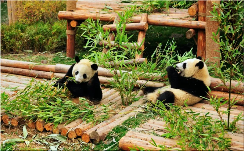 Chengdu panda base