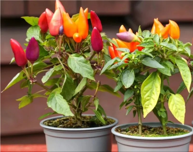 Chili peppers