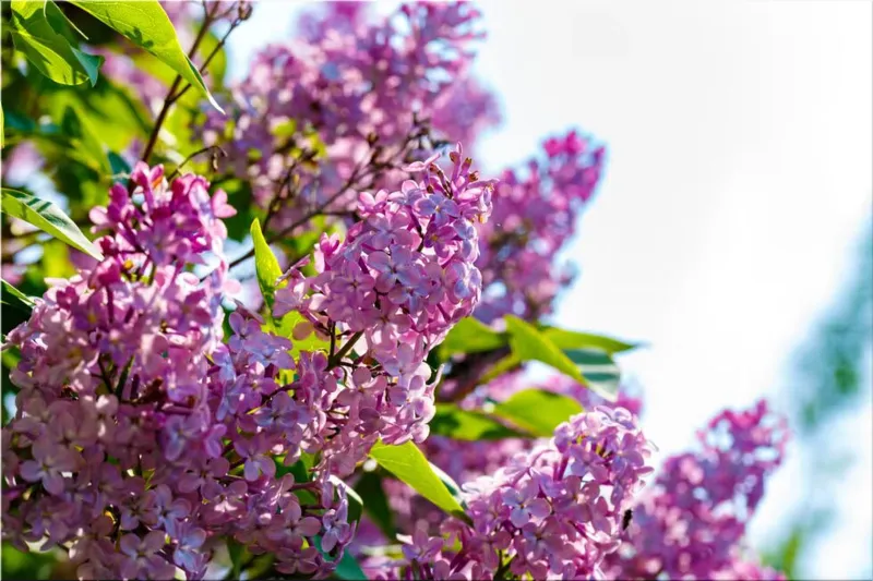 Lilac