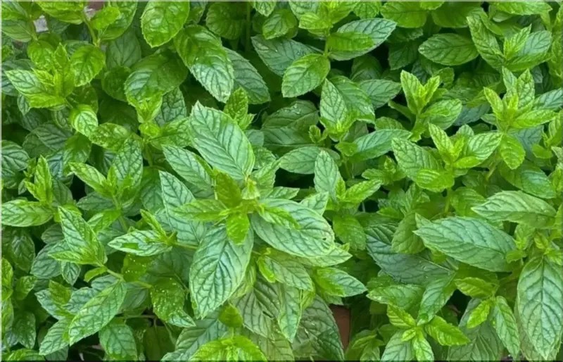 Mint