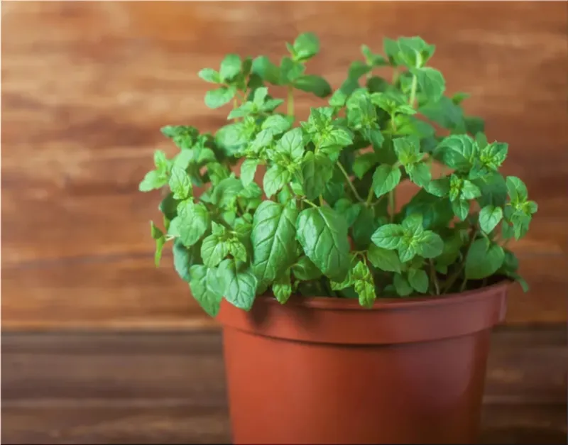 Mint