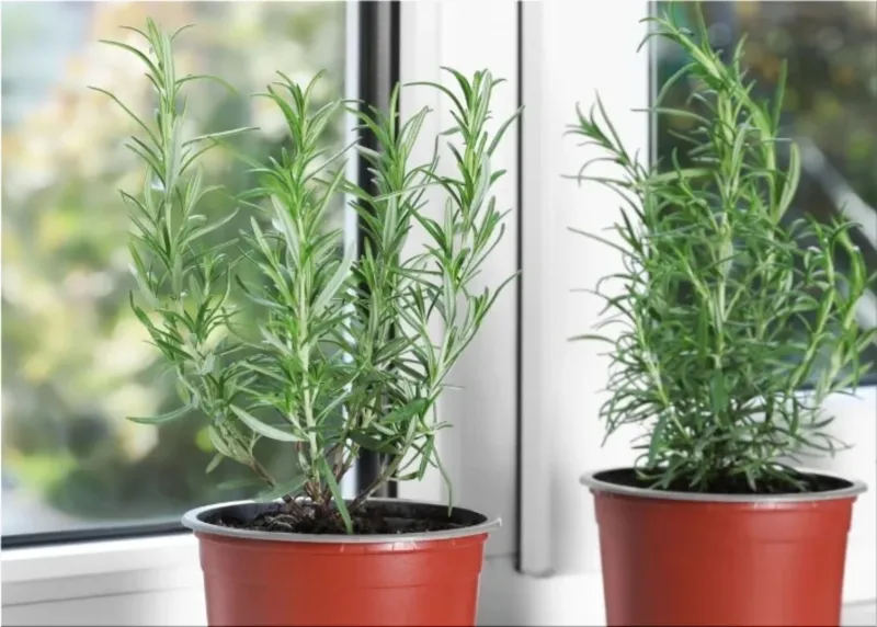 Rosemary