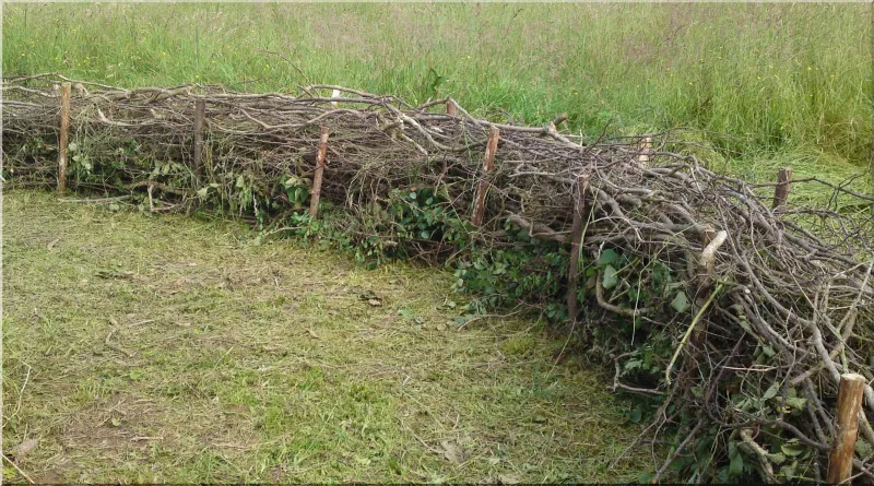 Traditional hedgelaying