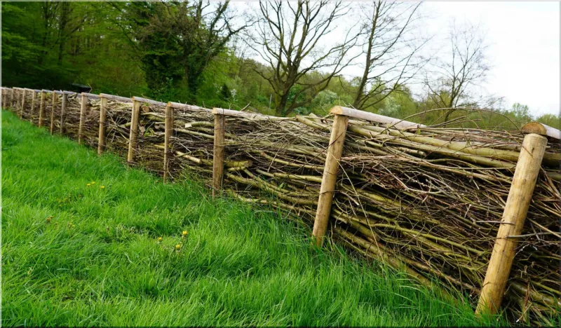Traditional hedgelaying