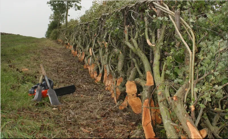Traditional hedgelaying