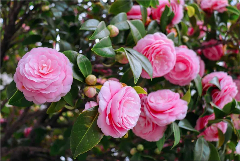 camellia