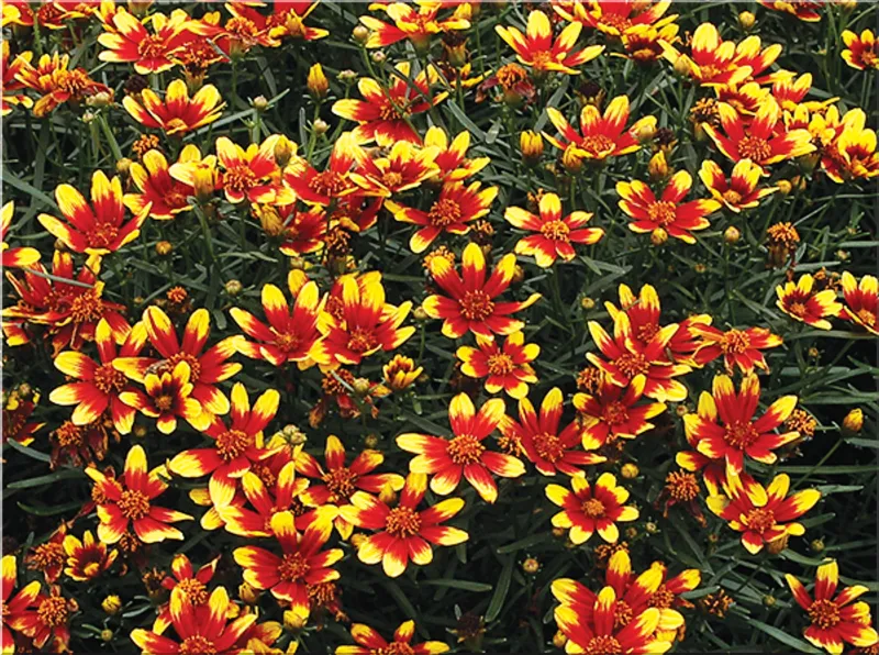 Coreopsis