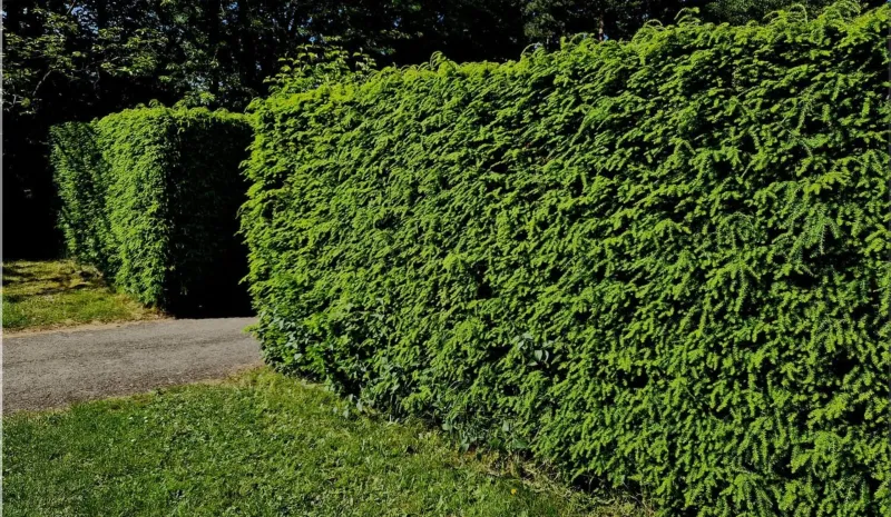 deer-proof hedge
