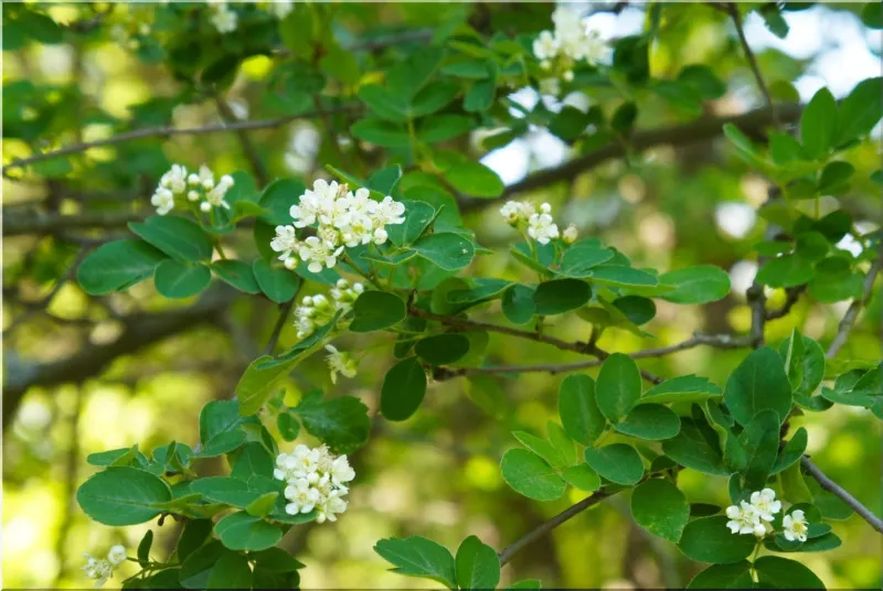 dwarf serviceberry
