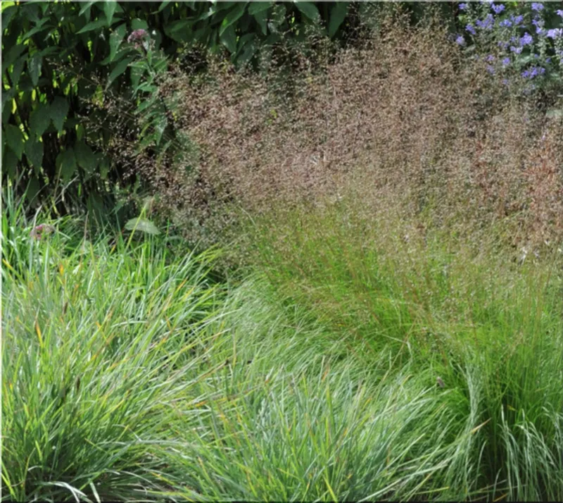 prairie dropseed