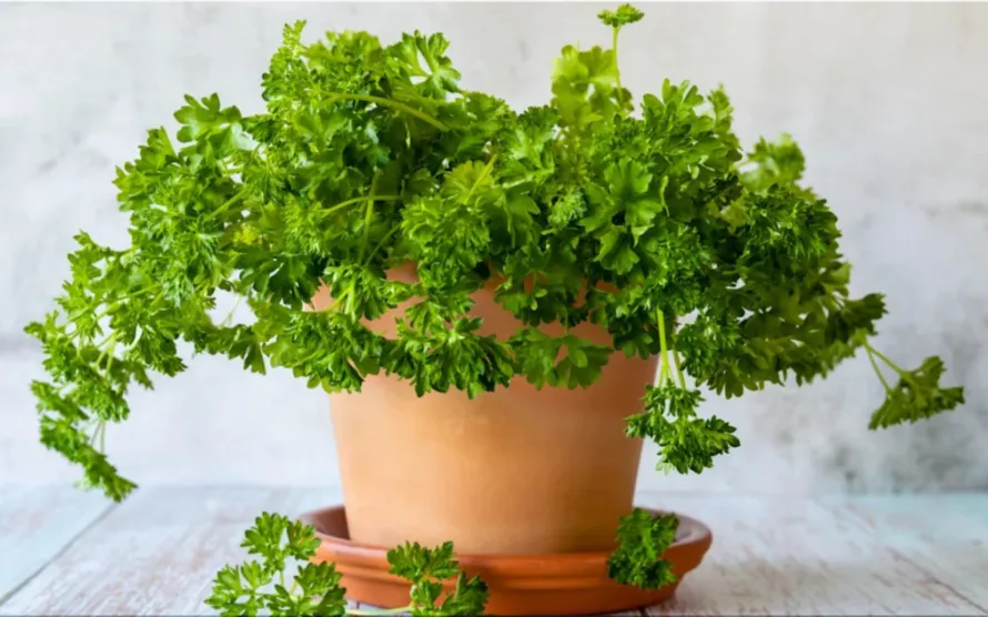 Parsley