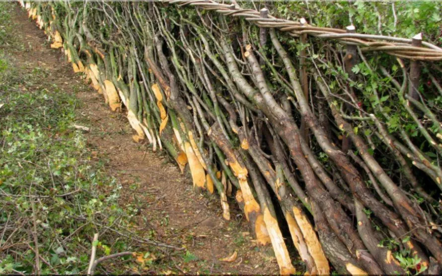 Traditional hedgelaying