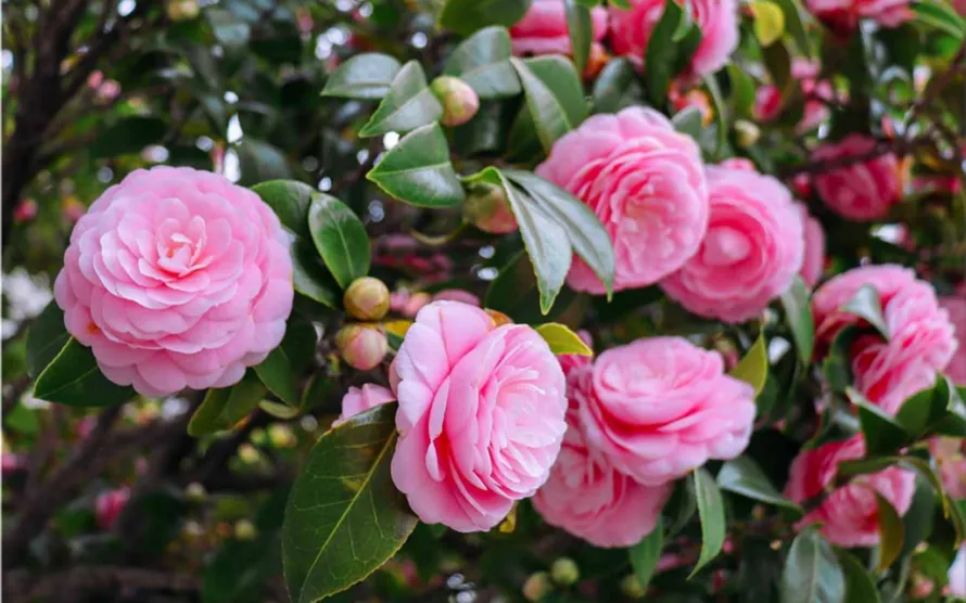 camellia