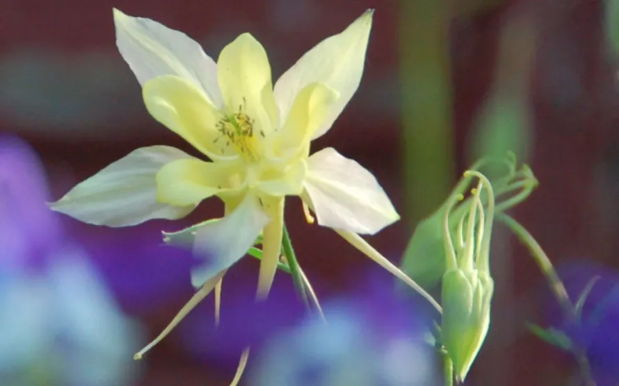 Columbine