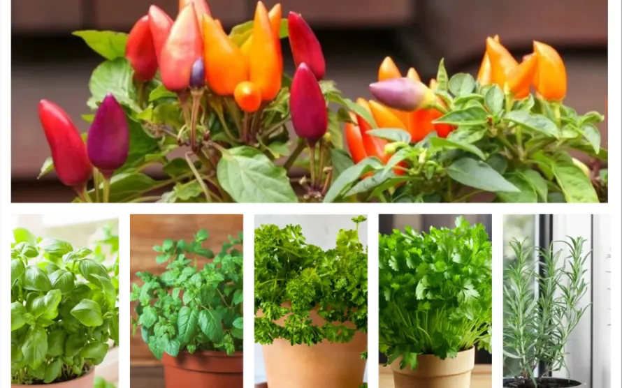 Best Edible Houseplants for Indoor Gardening and Everyday Cooking