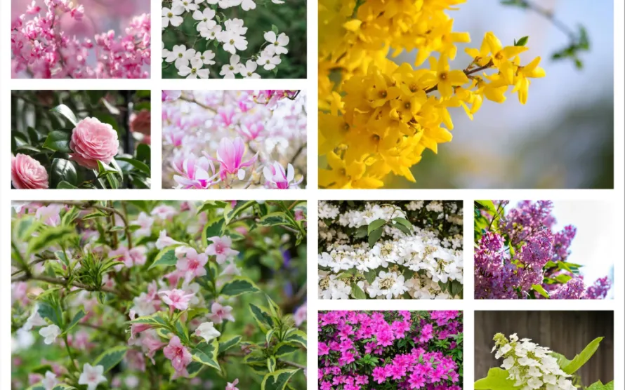 Trees and Shrubs You Should Never Prune in Spring: The Bloom-Saving Guide Gardeners Need