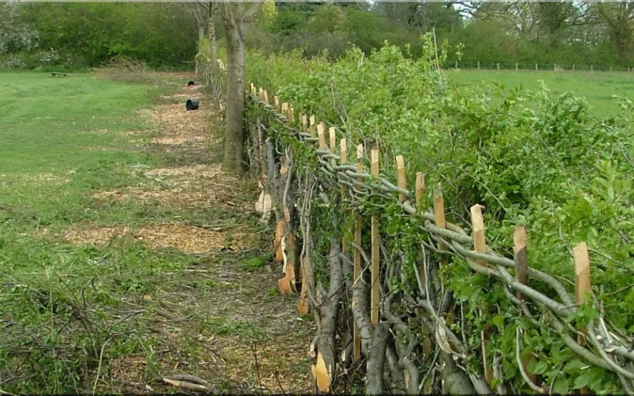 How to Grow a Living Deer-Proof Hedge With Traditional Hedgelaying