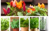 Best Edible Houseplants for Indoor Gardening and Everyday Cooking