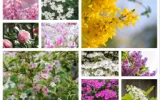 Trees and Shrubs You Should Never Prune in Spring: The Bloom-Saving Guide Gardeners Need