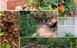 Low-Maintenance Native Garden Ideas for Small Yards, Patios, and Balconies