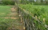 How to Grow a Living Deer-Proof Hedge With Traditional Hedgelaying