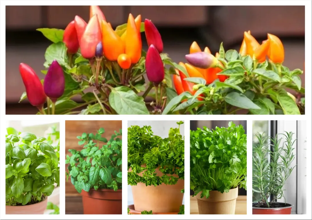 Best Edible Houseplants for Indoor Gardening and Everyday Cooking