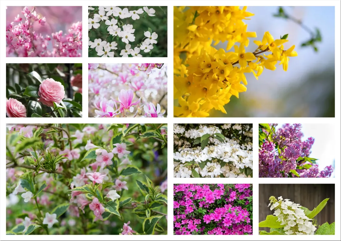 Trees and Shrubs You Should Never Prune in Spring: The Bloom-Saving Guide Gardeners Need