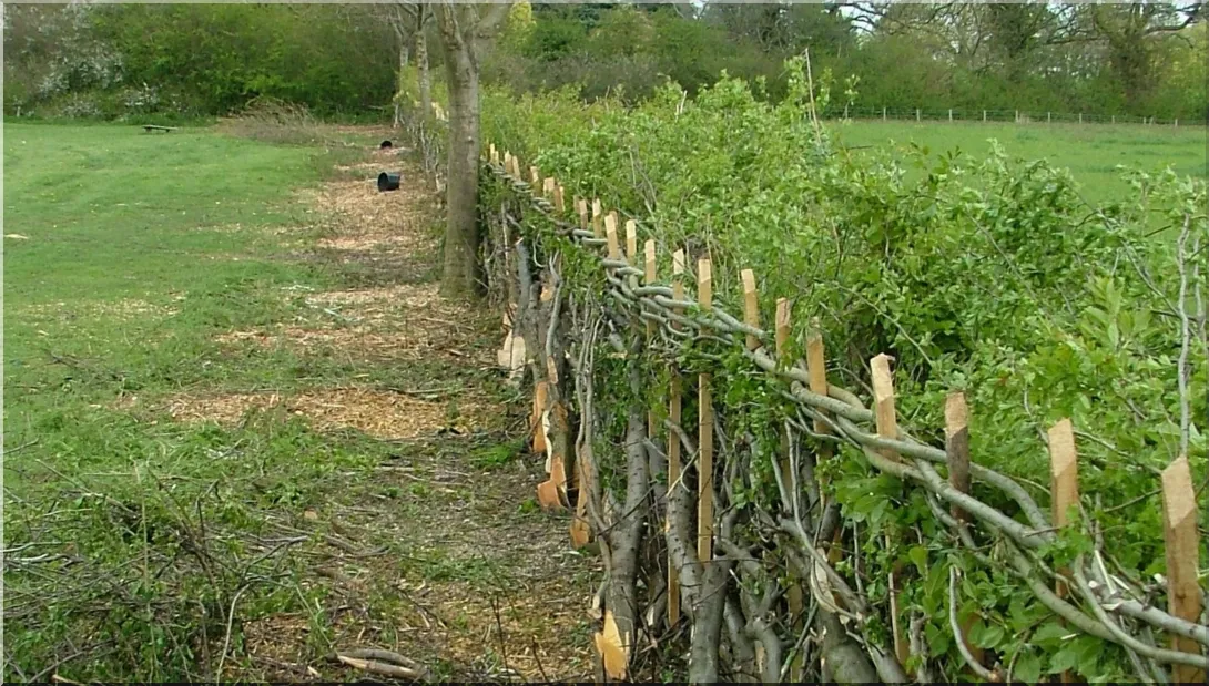 How to Grow a Living Deer-Proof Hedge With Traditional Hedgelaying